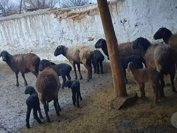 Biri-biri (lot, jantina tidak dinyatakan), Arashan sheep
