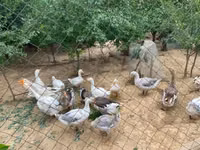 Geese — 5 зураг