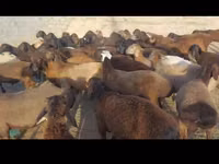 Kambing jantan, Sheep — foto 2