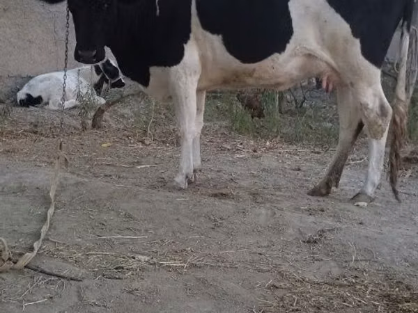 گائے, Russian Black pied cattle