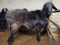 Baran, Hissar sheep — zdjęcie 5