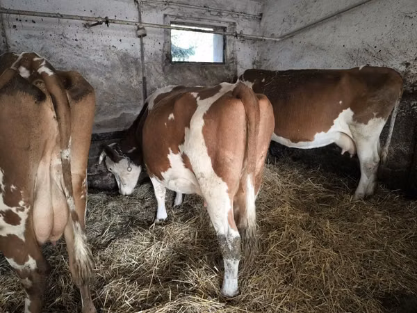 Cow, Simmental cattle — Poland