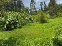 Get Your Bracharia Hay With Added Vitamins From Us NOW! — foto 1