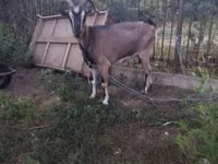 Billy Goat, Goats — photo 1