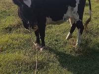 Ko, Holstein-race — foto 3