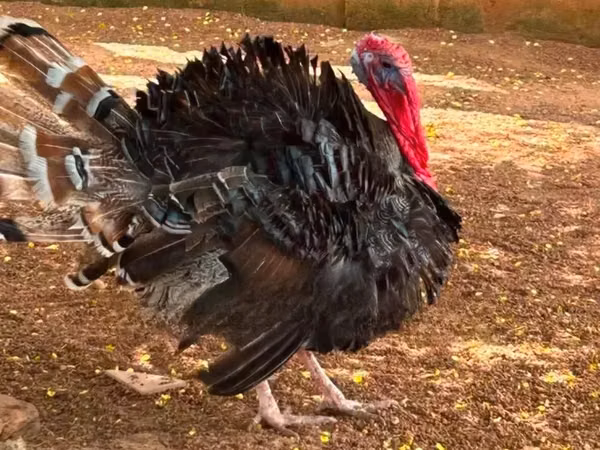 Turkeys — Гана