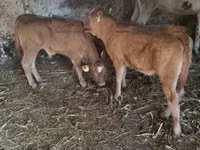 Toro, Vaca Limousin — foto 2