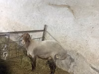 Kambing jantan, Sheep — foto 7