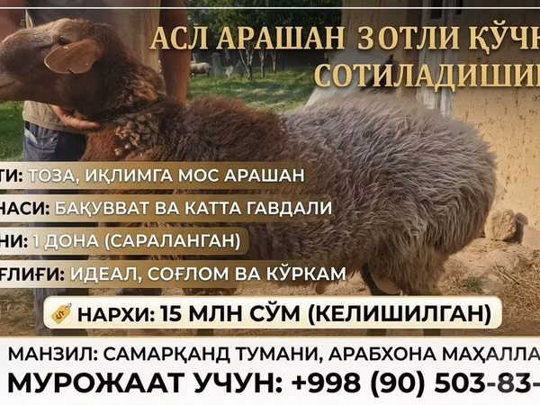 Ram, Arashan sheep — Uzbekistan