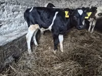 Toro, Russian Black pied cattle — foto 3
