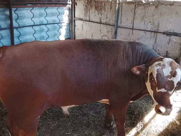 Bull, Kazakh White-headed cow