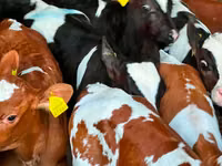 گاو و گوساله (گروه، جنسیت مشخص نشده), Russian Black pied cattle — عکس 1
