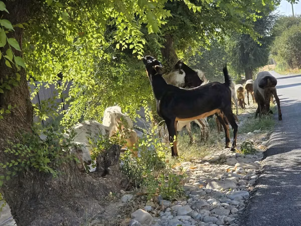 Cabra, Cabras