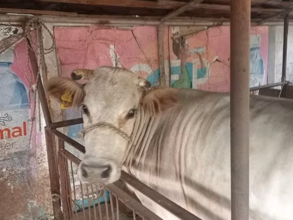 Vache, Bovins — Kazakhstan