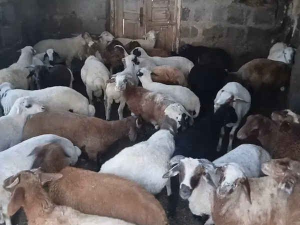 Կաթի գառներ  միս