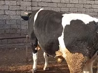 Toro, Russian Black pied cattle — foto 3