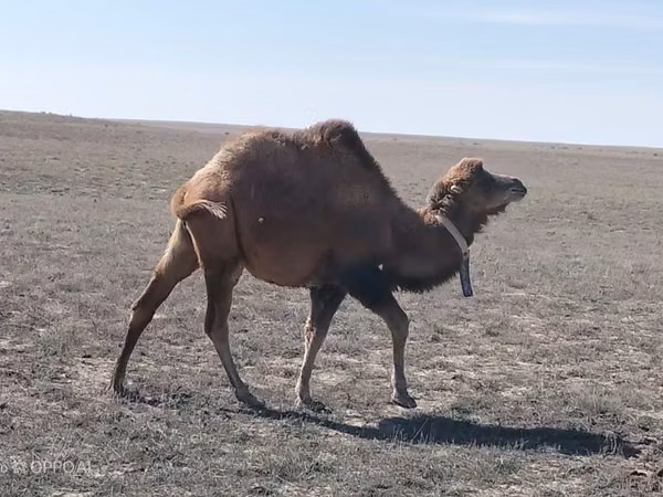 Cămilă, Kazakh Bactrian camel