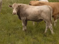 Bull, Auliekol breed — photo 8
