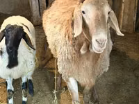 میش, گوسفند — عکس 3