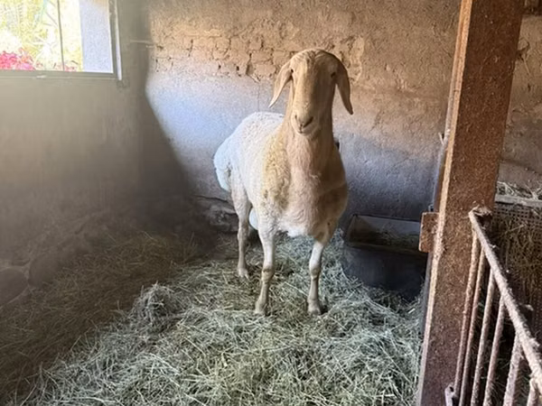 Ram, Arashan sheep