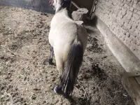 Kůň, Koně — foto 3