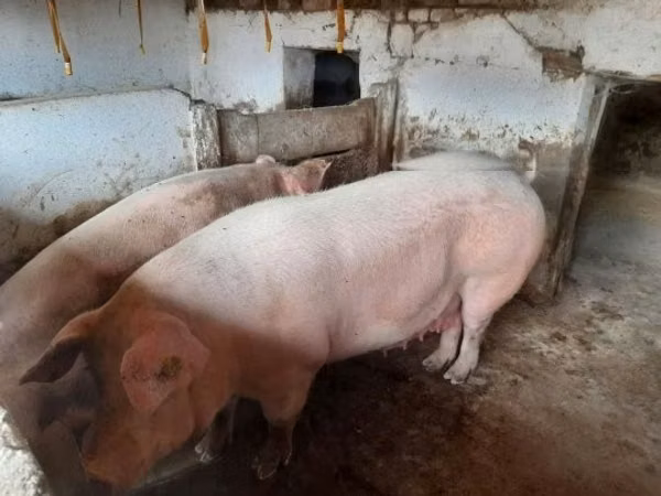 Sow,  — Hungary