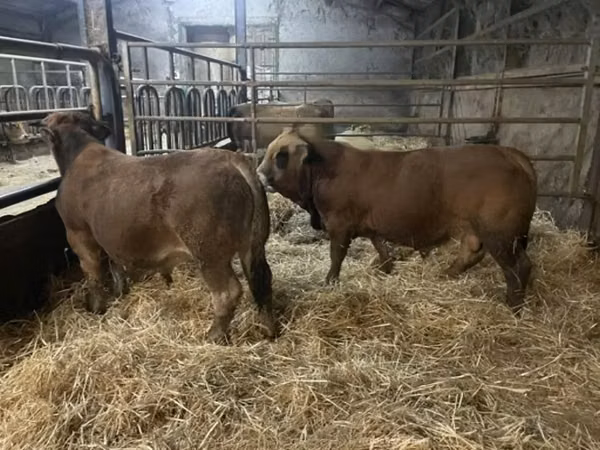 Bull, Aubrac cattle — United Kingdom