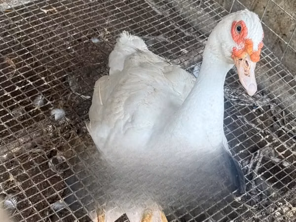 Ducks — ঘানা