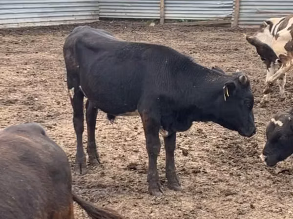 सांड, Swiss cattle
