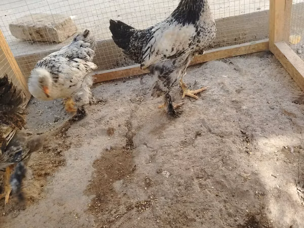 Brahma — Uzbekistan