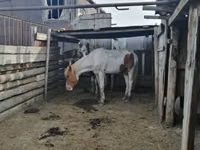 Horses (batch, sex not specified), Horse breed — photo 2