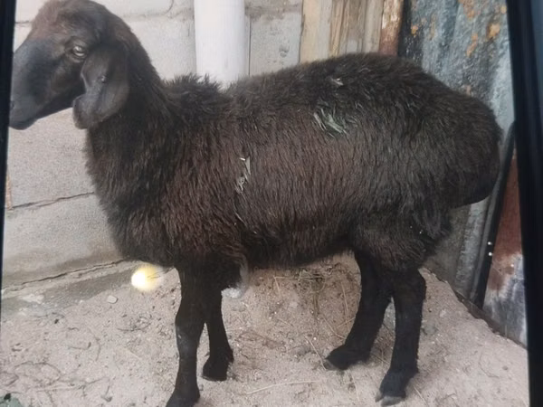 Ram, Hissar sheep — Kazakhstan