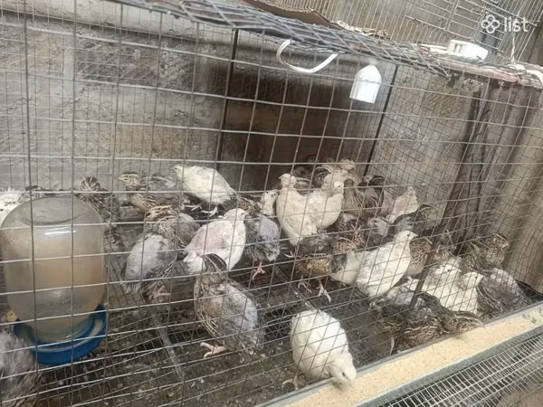 Quails — Armenia