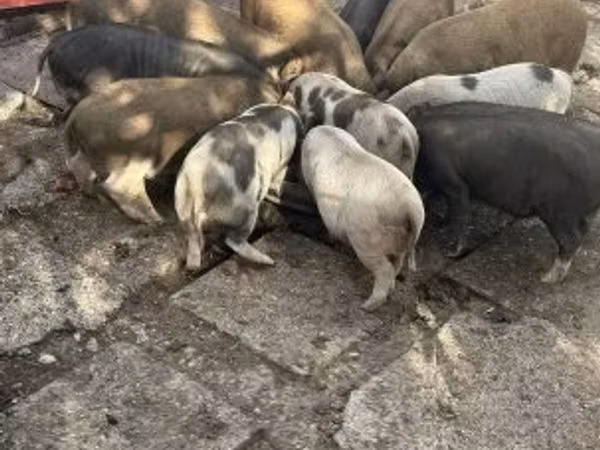 Boar,  — Hungary