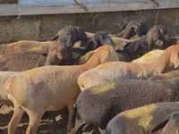 የጎትት አውራ በግ, Hissar sheep — ፎቶ 4