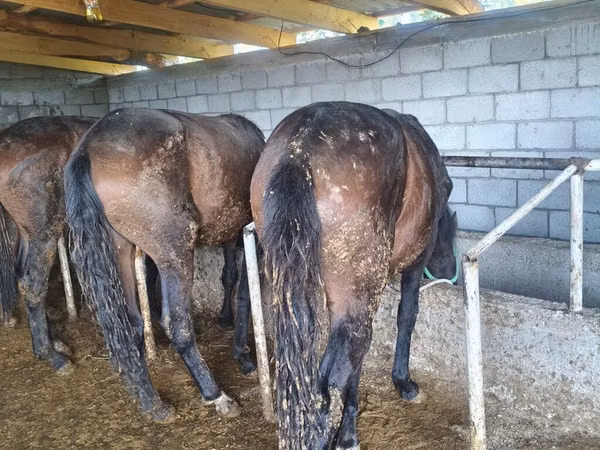 Horse (M), Horses — Kyrgyzstan