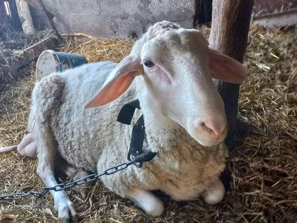 Ram, Awassi sheep — Moldova