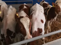 公牛, Simmental cattle — 照片 5
