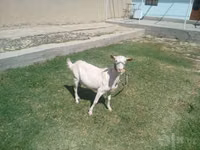 Goat, Saanen goat — photo 2