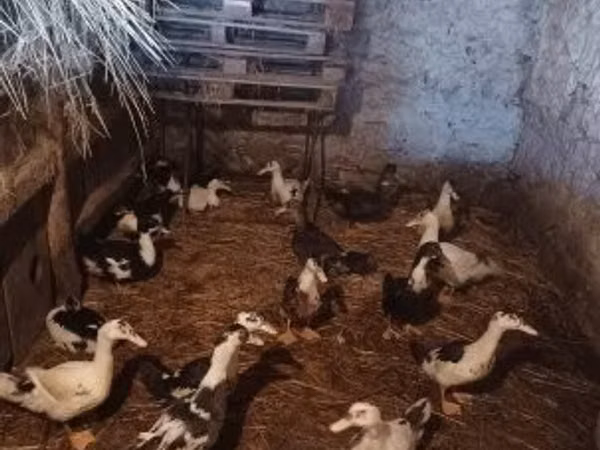 Ducks — Угорщина