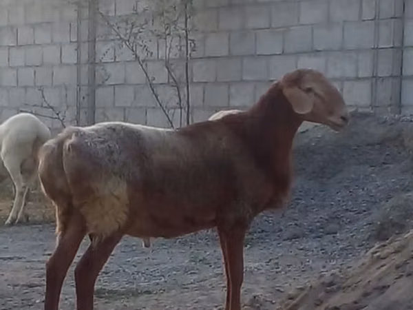 Ram, Sheep — Kyrgyzstan