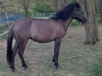 ሴት ፈረስ, Hucul pony — ፎቶ 1