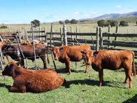 Vache, Aberdeen-Angus — photo 5
