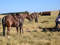 Адуу, Quarter Horse — 5 зураг