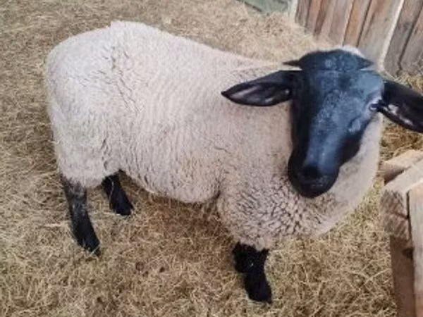 میش, White Suffolk sheep