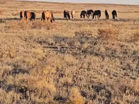 Mare, Horses — photo 4