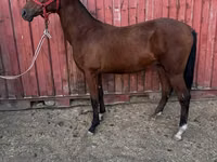 حصان, Akhal-Teke — الصورة 2