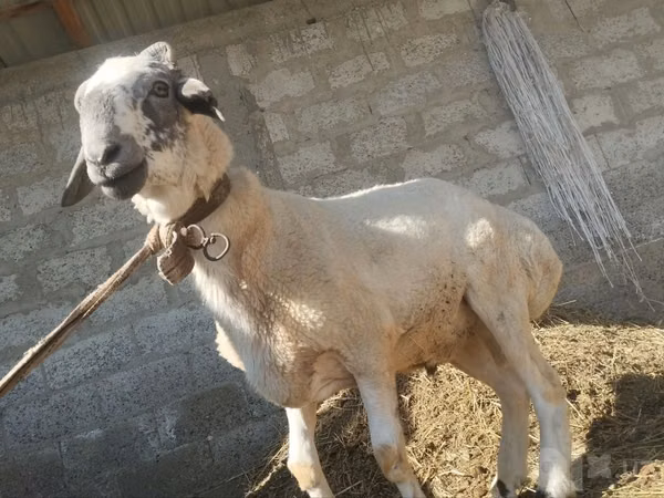 Ram, Sheep — Uzbekistan