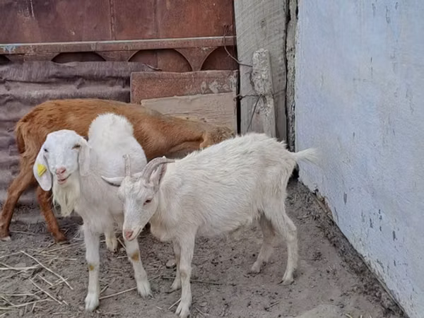 Mbuzi jike, Mbuzi — Kazakistani