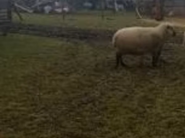قوچ, Shroshire sheep